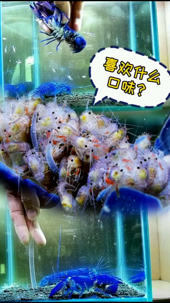 #观赏鱼#水族#虾#人工天空蓝魔虾#我想要的樱有尽有猜猜多少只1352