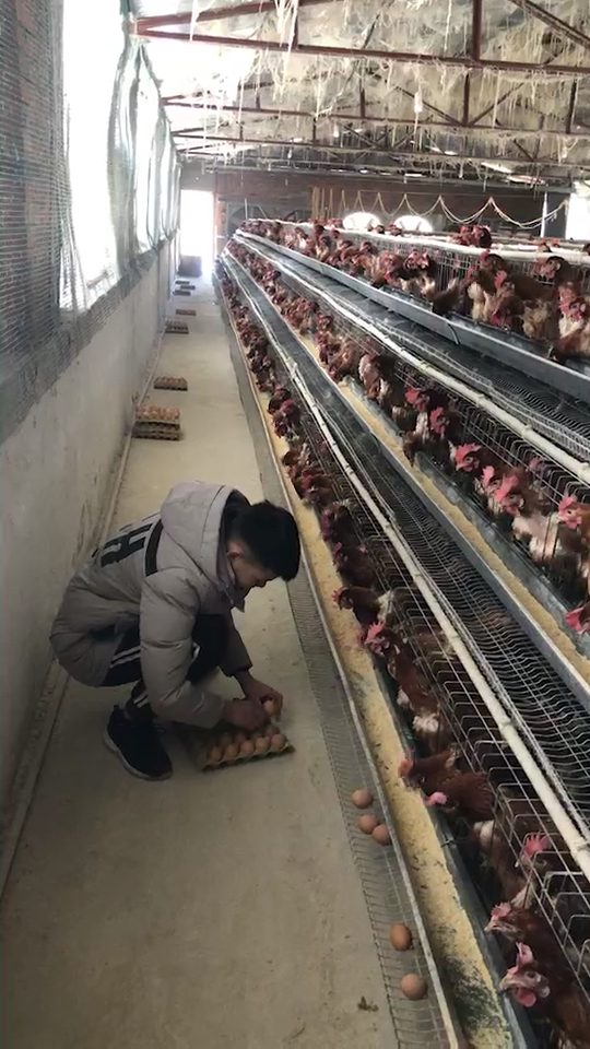帅哥捡鸡蛋捡到手抽筋