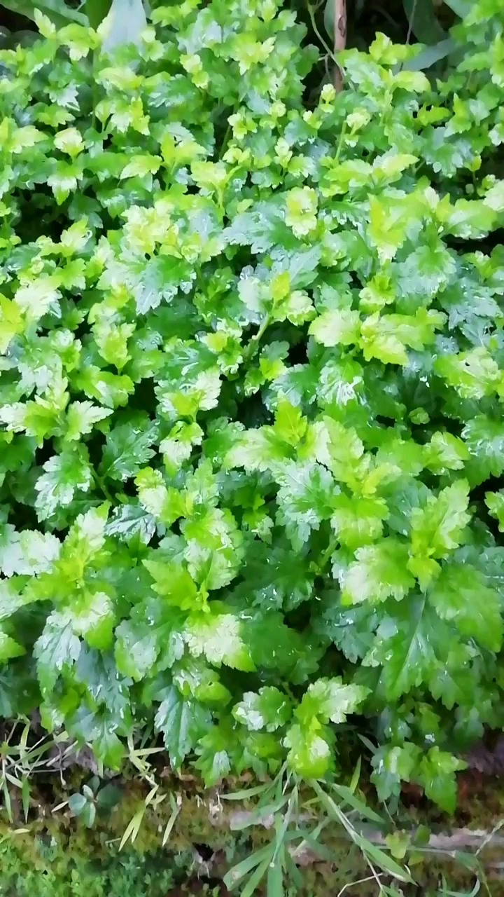 野菜:菊花脑。性味甘寒,清热解毒,消暑佳品。通常做成菊花脑蛋汤。