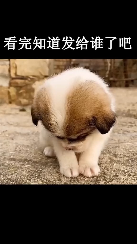 今天你犯困了吗#表情包#艾特你想艾特的人