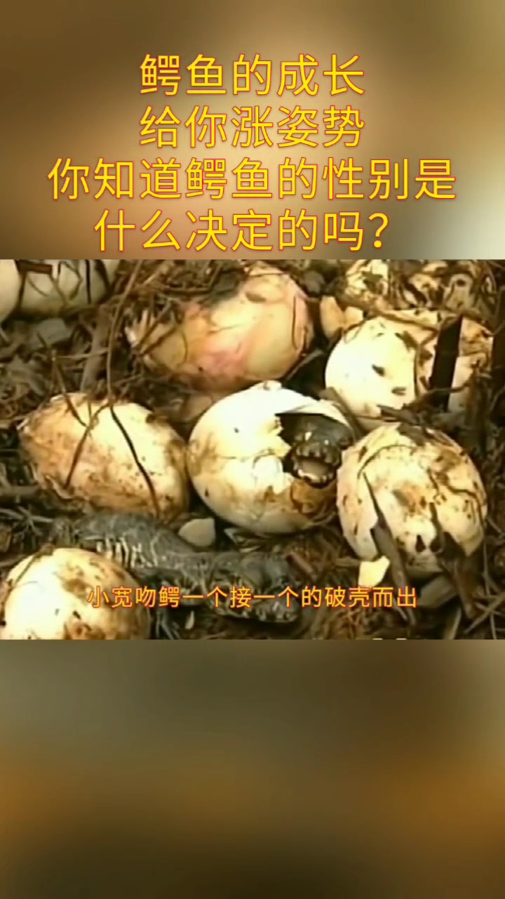 鳄鱼的成长