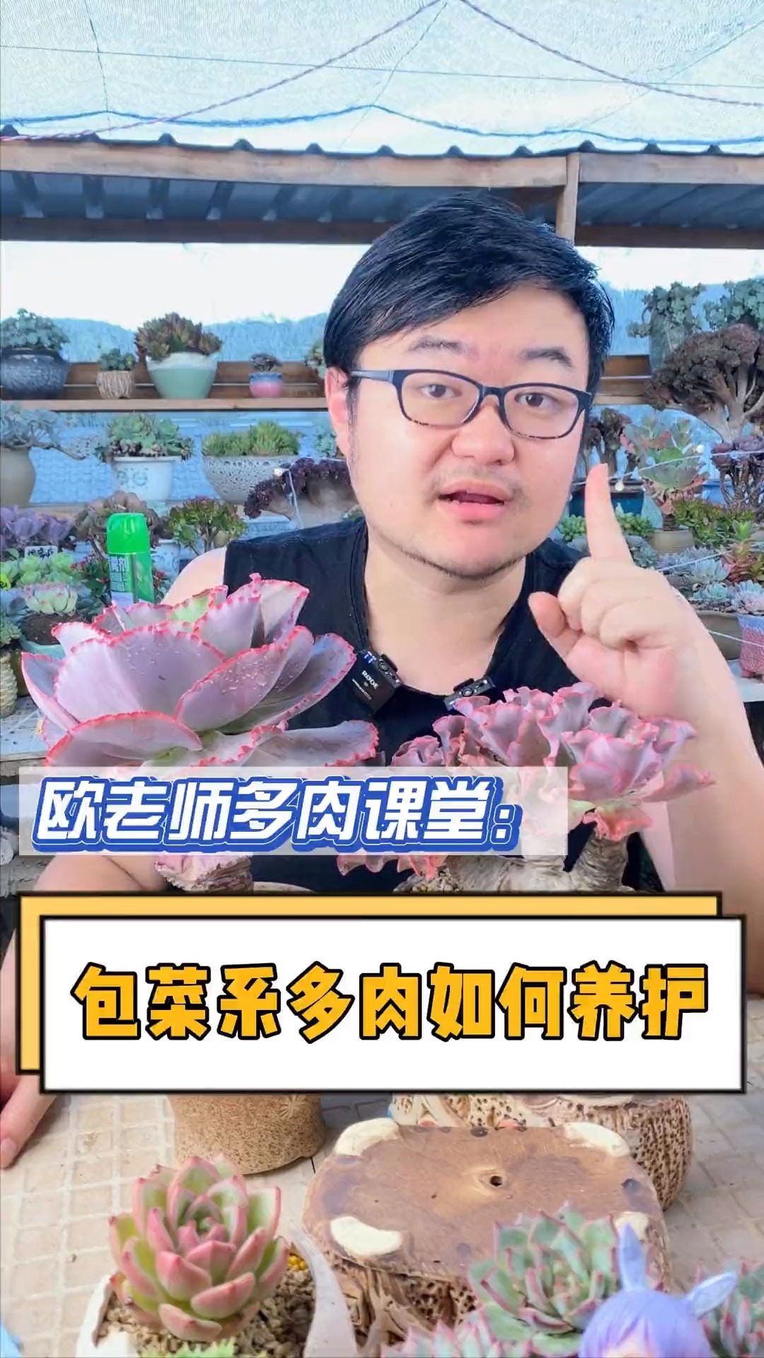#有一种可爱叫多肉!#包菜系的多肉要如何养护呢?这个视频教会你#多肉#多肉植物#多肉养护