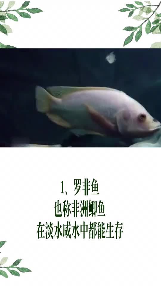 1、罗鱼也称非洲鲫鱼王淡水咸水中都能生存