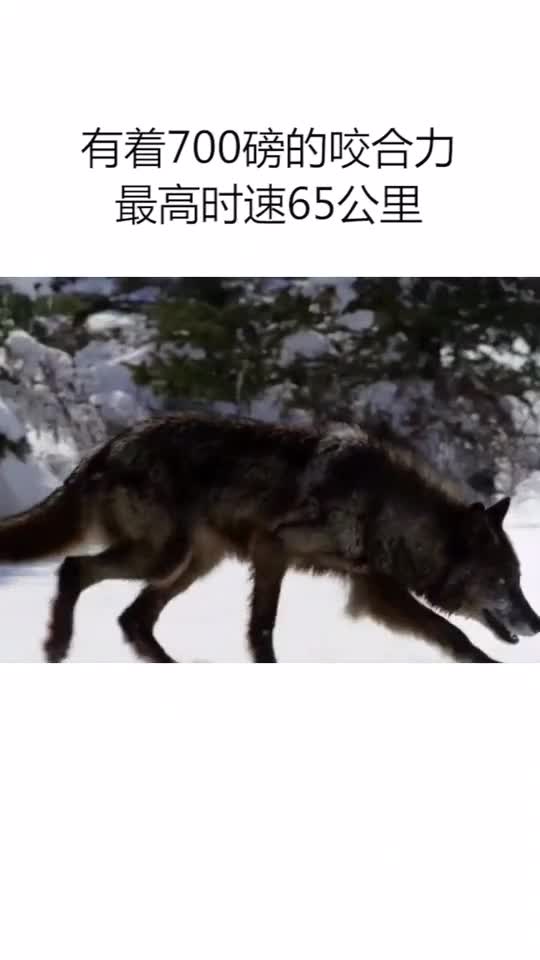 有着700磅的咬合力最高时速65公里