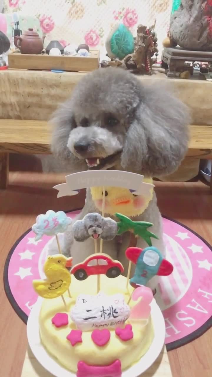 蛋糕是宠物专用的,外面一层是奶酪,里面是鸡肉的,狗狗不可以吃人吃发奶油哦。