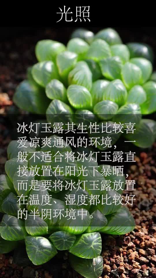 多肉植物多肉冰灯玉露放在家里上档次,可以种盆试试!