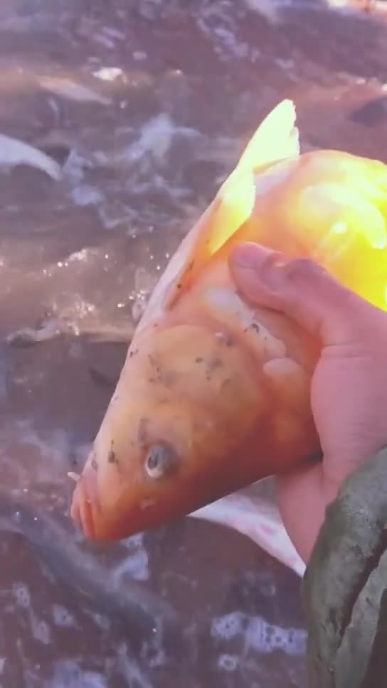 查干湖野生大红鲫鱼