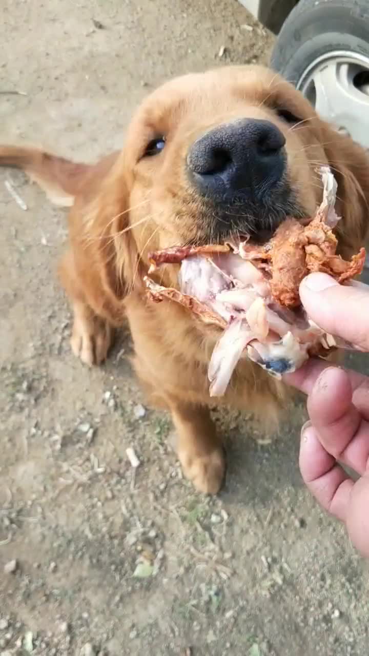 狠心的主人把它卖到肉车是我解救下来