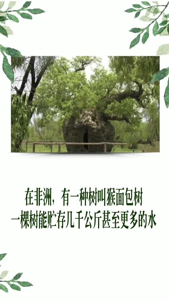 在非洲,有一种树叫猴面包树棵树能贮存几千公斤甚至更多的水