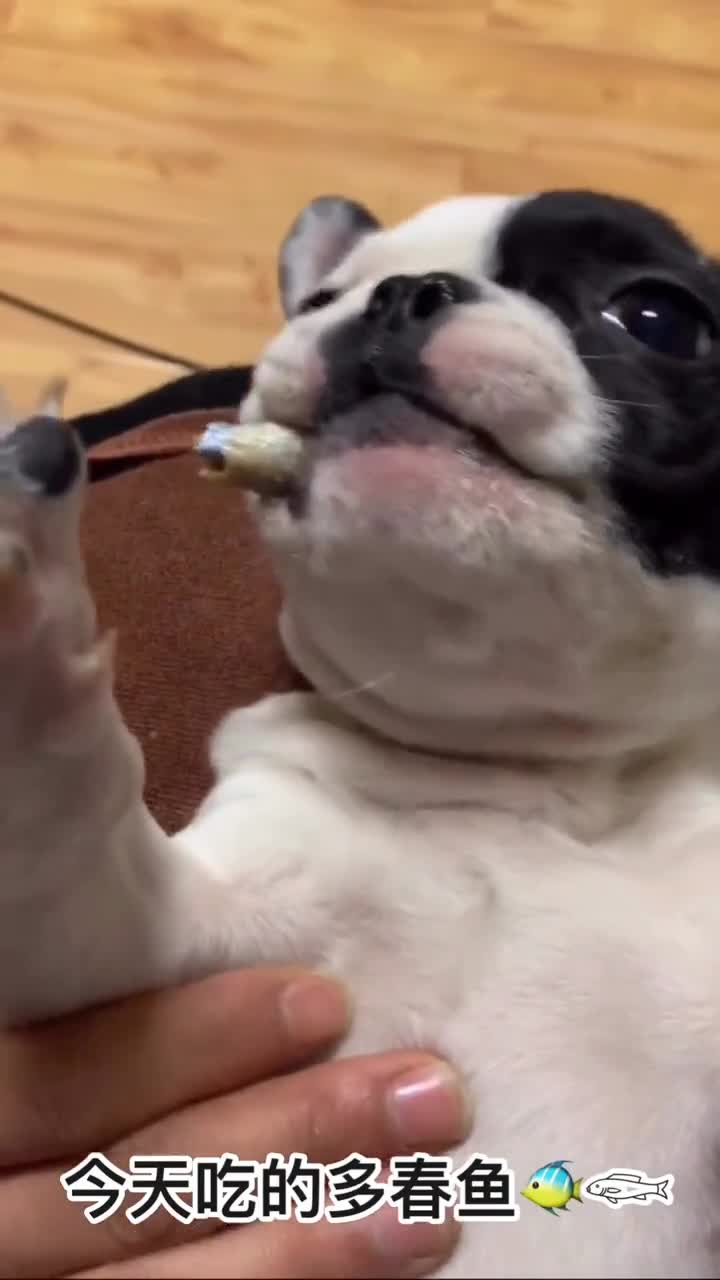 今天吃的多春鱼