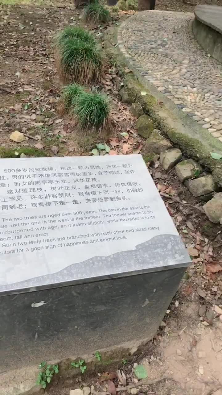 上罕见。许多游客赞叹:鸳鸯樟下到一到,相敬如同到老;鸳鸯樟下走一走,夫妻恩爱到白头。。 S
