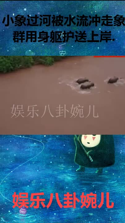 小象过河被水流冲走,象群用身躯围挡护送上岸