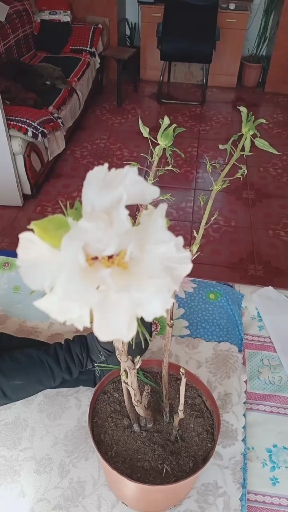 #带上全民去旅行#看我家的白牡丹开花了