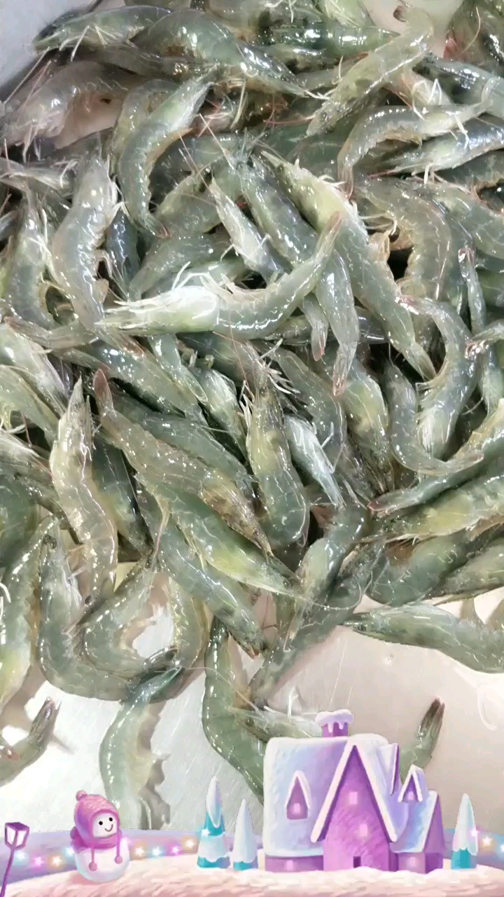 纯海清虾与养殖虾的区别
