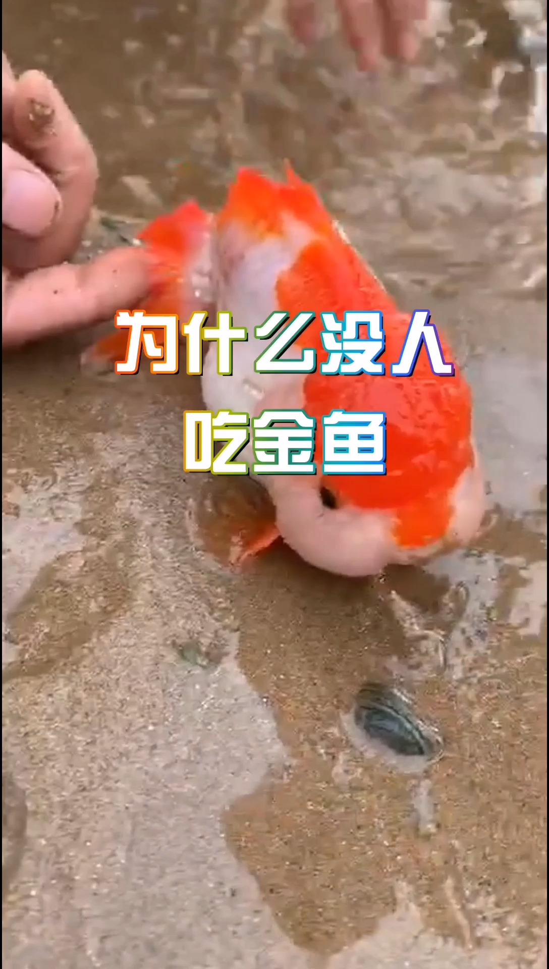 中国人什么鱼都吃,为什么没人吃金鱼?今天总算知道了