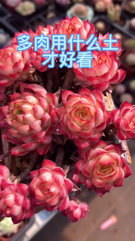 #有一种可爱叫多肉!#新手怎么养多肉。