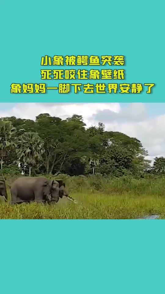 小象被鳄鱼突袭,死死咬住象壁纸,象妈妈一脚下去世界安静了!