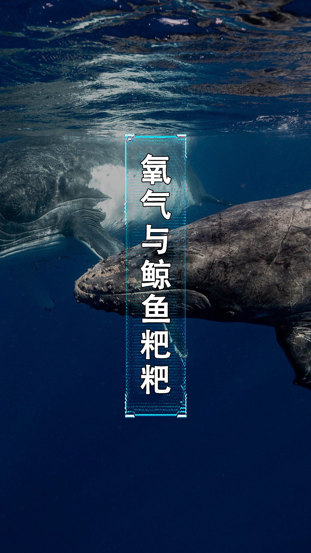 #每天一点冷知识#我们每呼吸一口氧气,其中都有鲸鱼粑粑的功劳