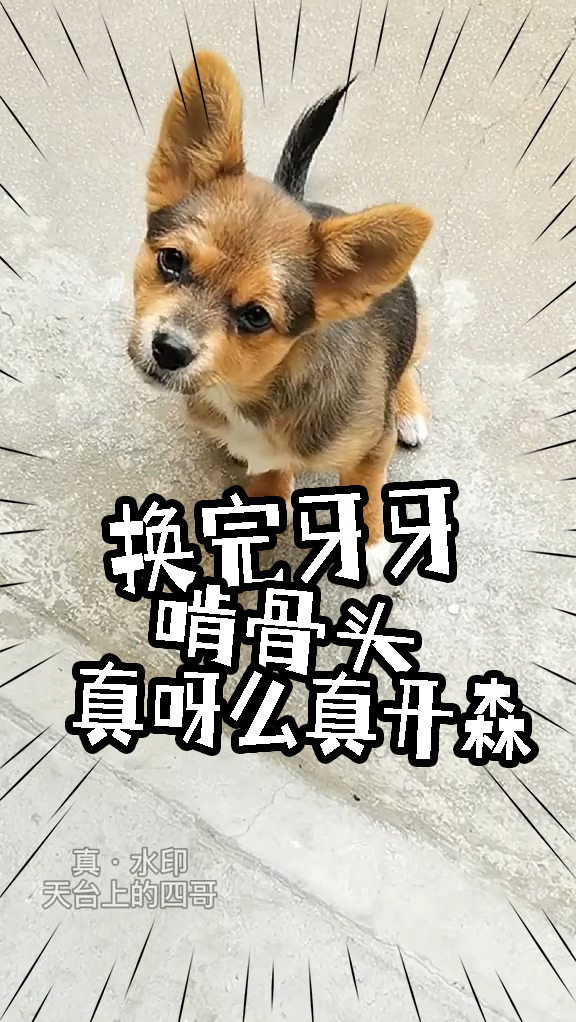 #宠物最可爱的样子#珍藏许久的旺仔小馒头如今出山了，来犒劳要换牙的狗子四哥 ~