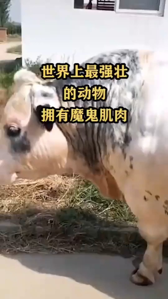 世界上最强壮的动物,拥有魔鬼肌肉