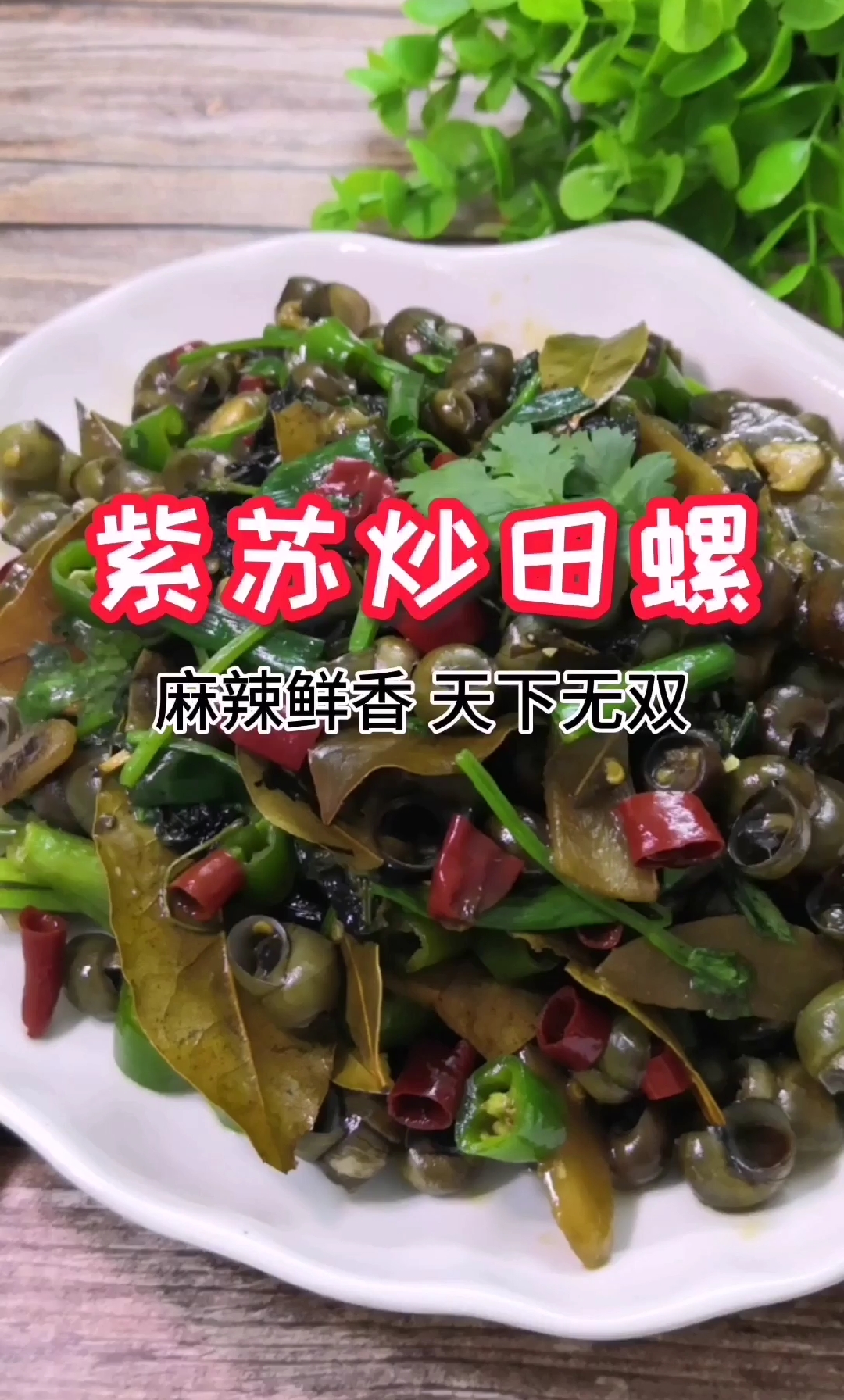 #全民好物节#紫苏与田螺最配
