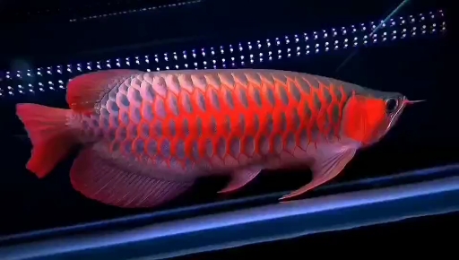 红龙鱼