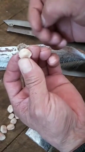 #吃喝玩乐过假期#带鱼身上长了啥?