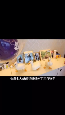 小鸭子吃什么  