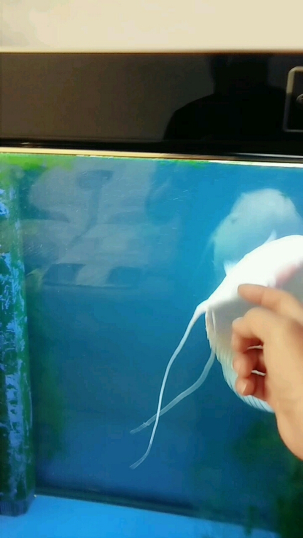 发财鱼只能养一条,还咬人呢,第一次给我吓一跳。