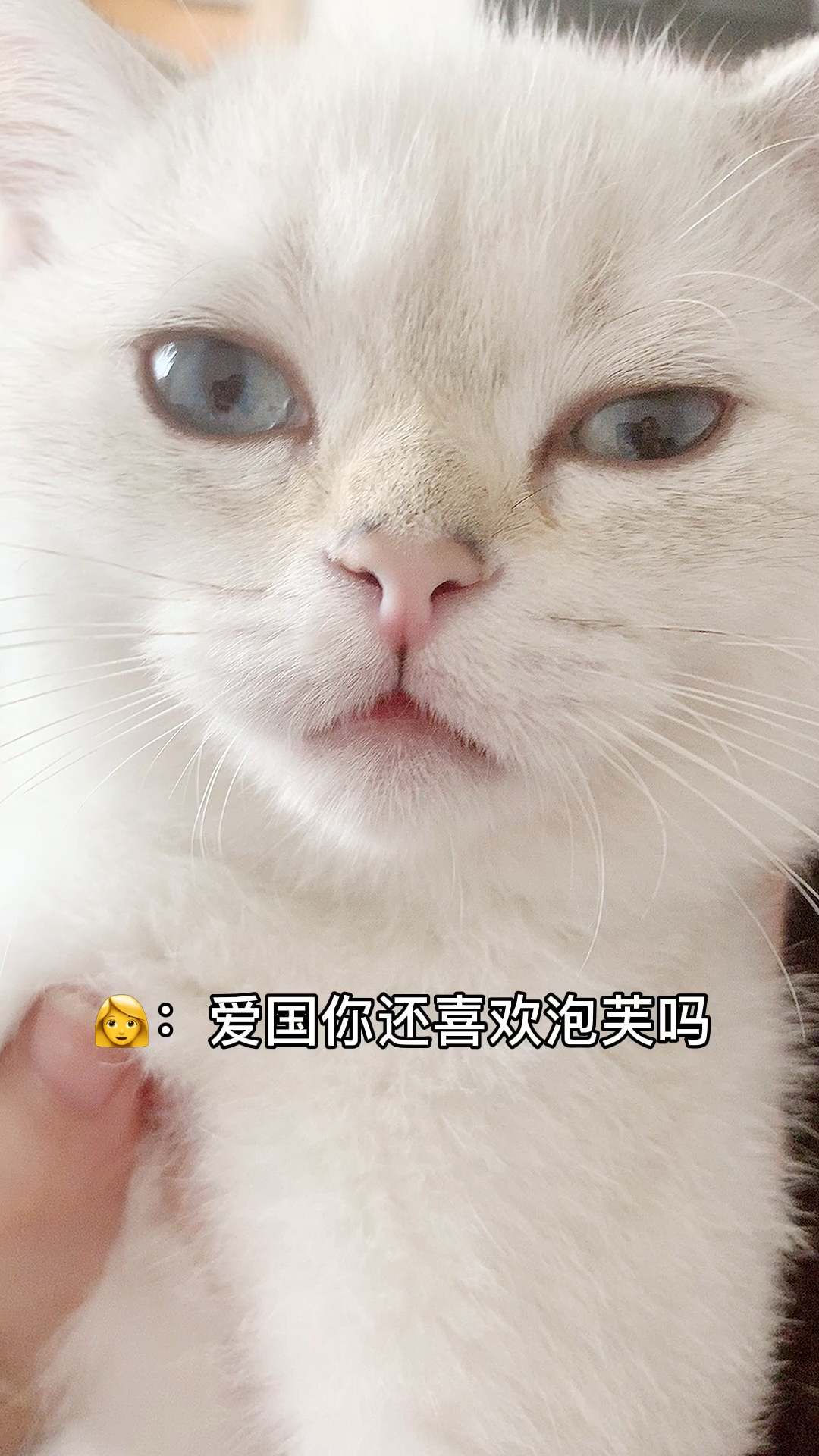 #我家萌宠成精了#在我告诉它泡芙和安生在一起了以后 它居然生气要打我