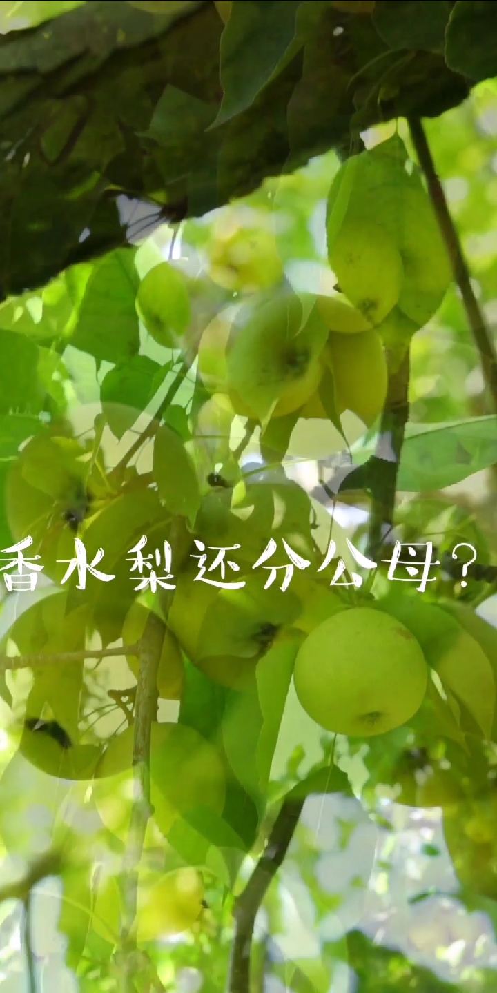 #十一出游记#宁夏百梨园香水梨竟然还分公母,你知道吗?
