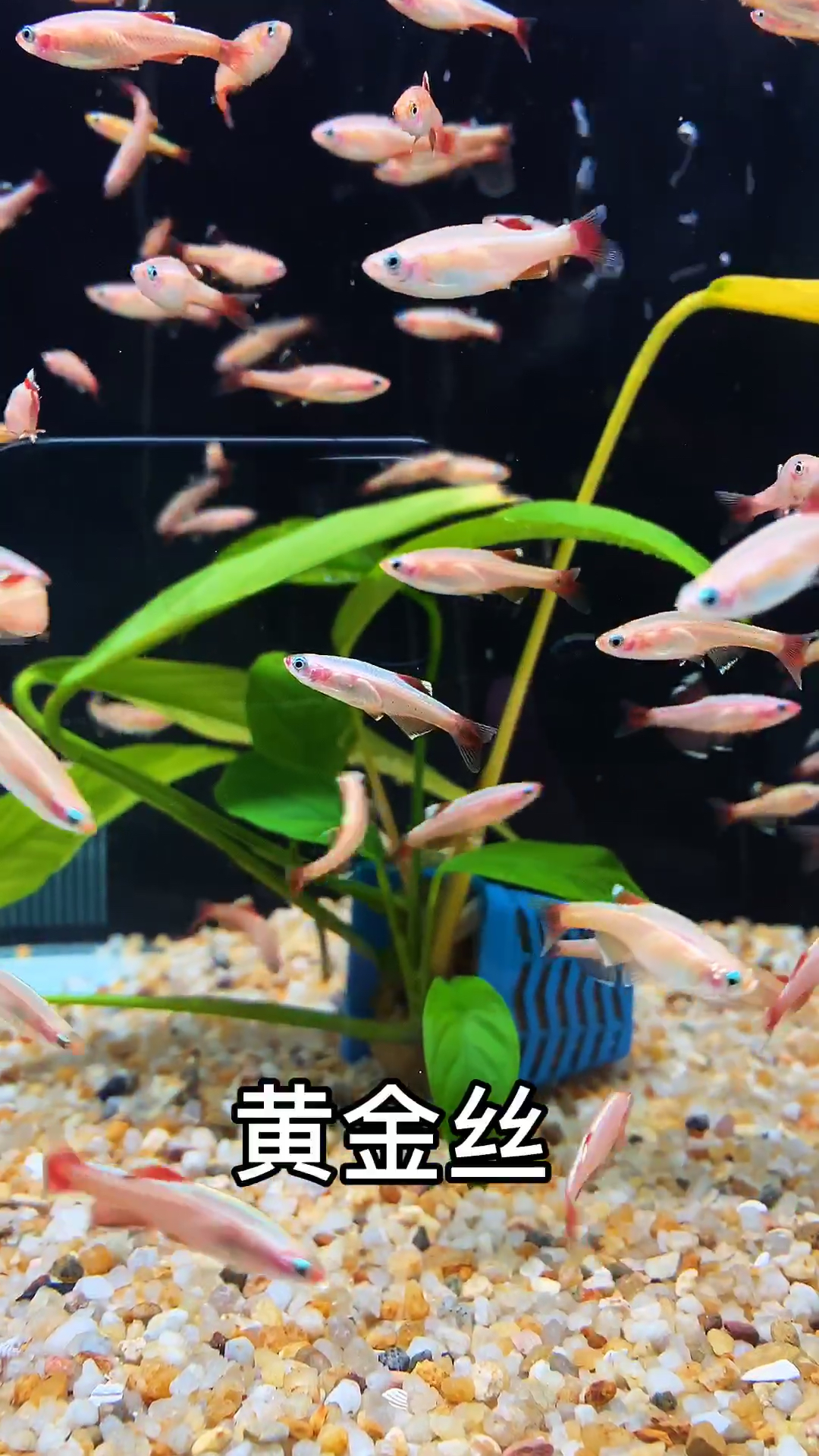 常见小型热带鱼