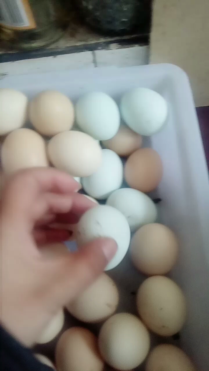 我们家的鸡为什么下绿色的蛋,难道他是鸭子派来的卧底