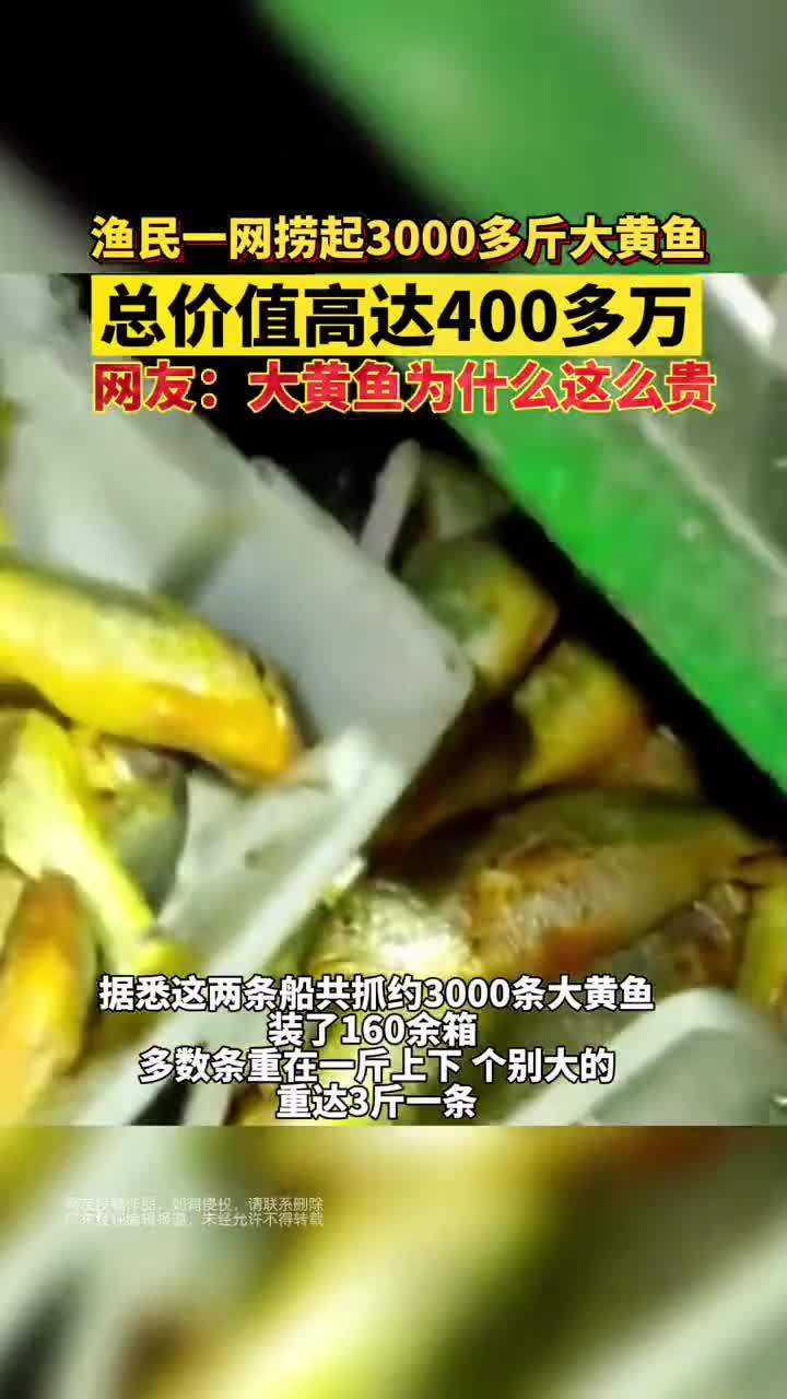 大丰收!一网捞起400万元!浙江一渔民捕获3000斤大黄鱼