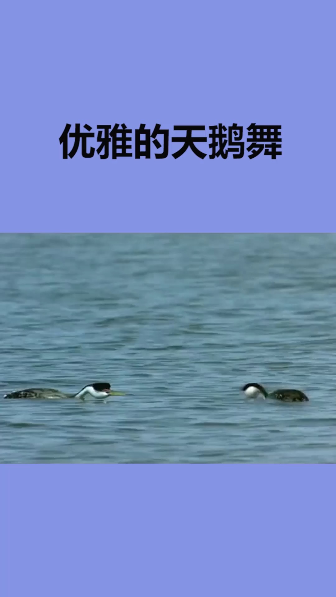 #我要上热门#原来这就是天鹅舞的由来啊