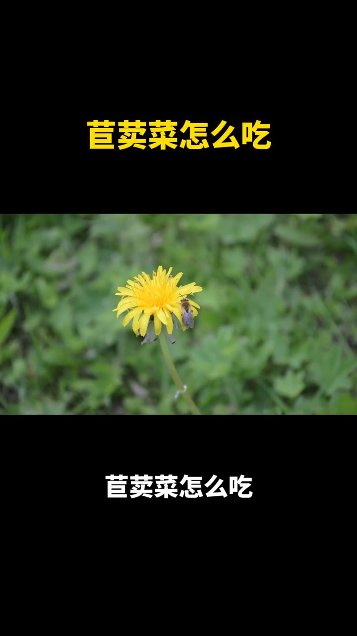 苣荬菜怎么吃??