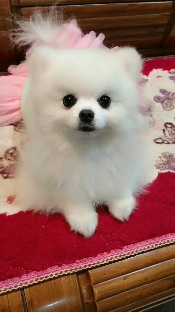 还鸡眼了还