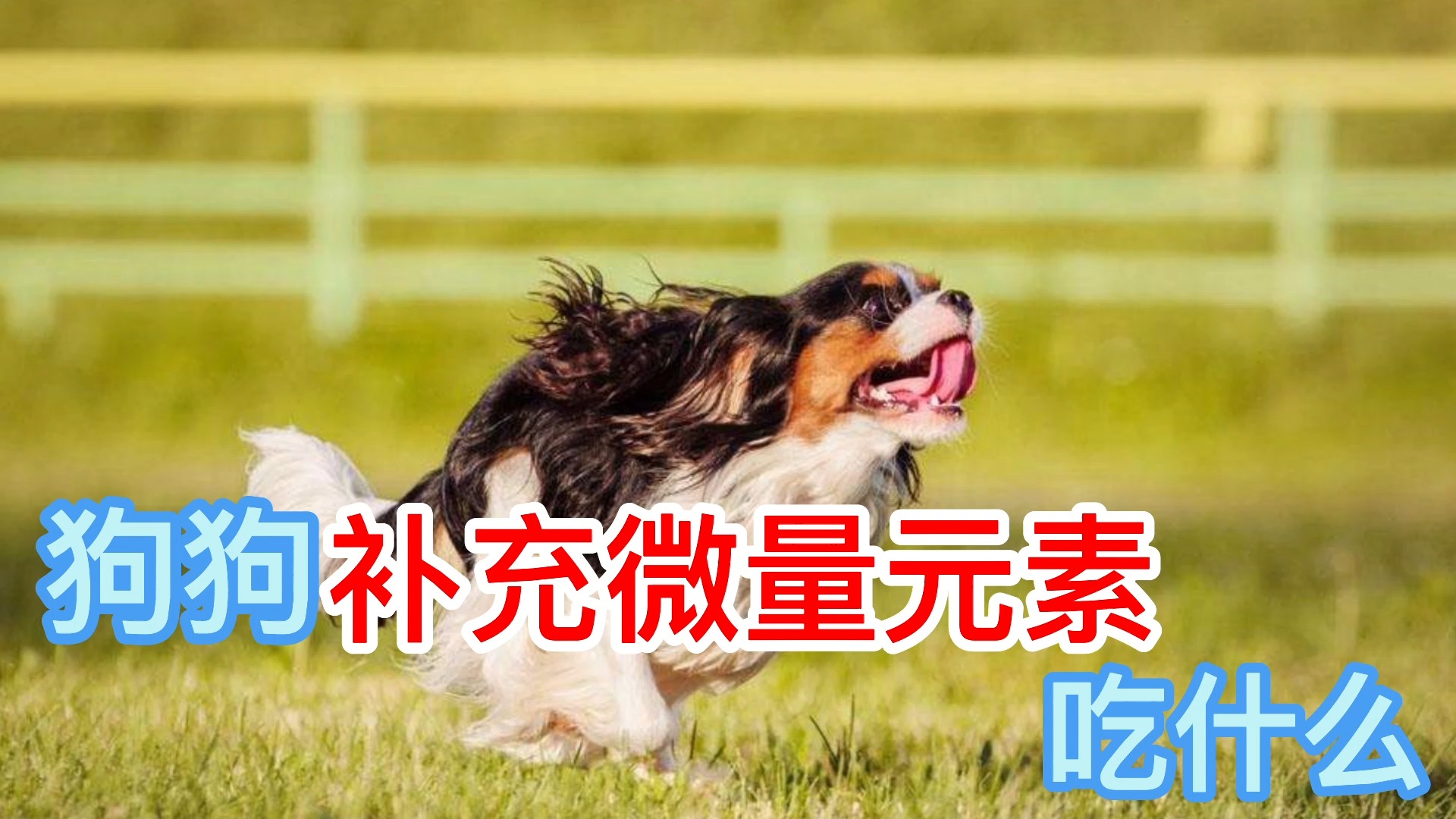 #我家萌宠成精了#狗狗补充微量元素 吃什么