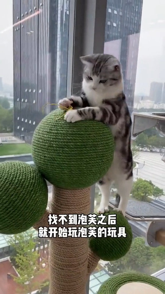 舔狗舔到一无所有王泡芙