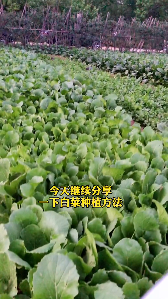 种白菜的方法和步骤视频。
