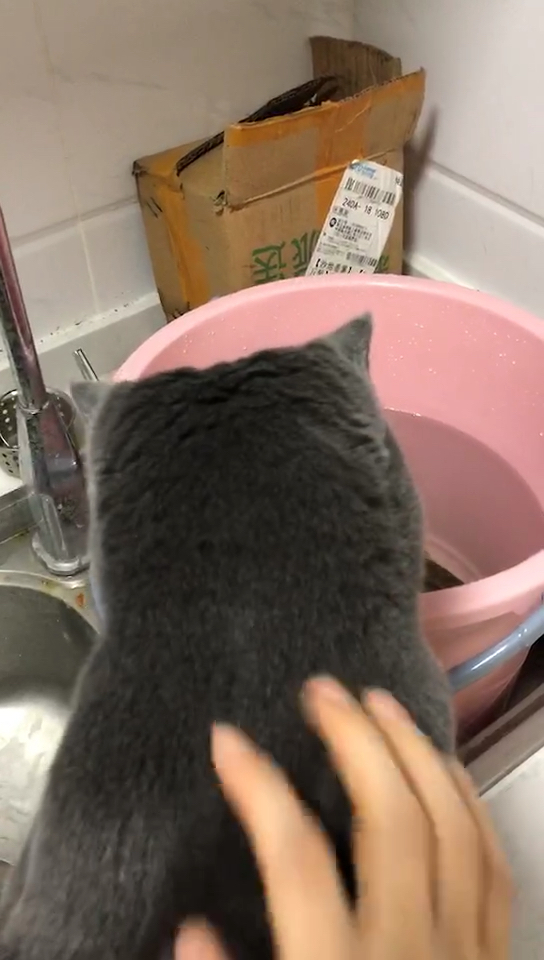 爱上鱼的小猫咪#猫和鱼