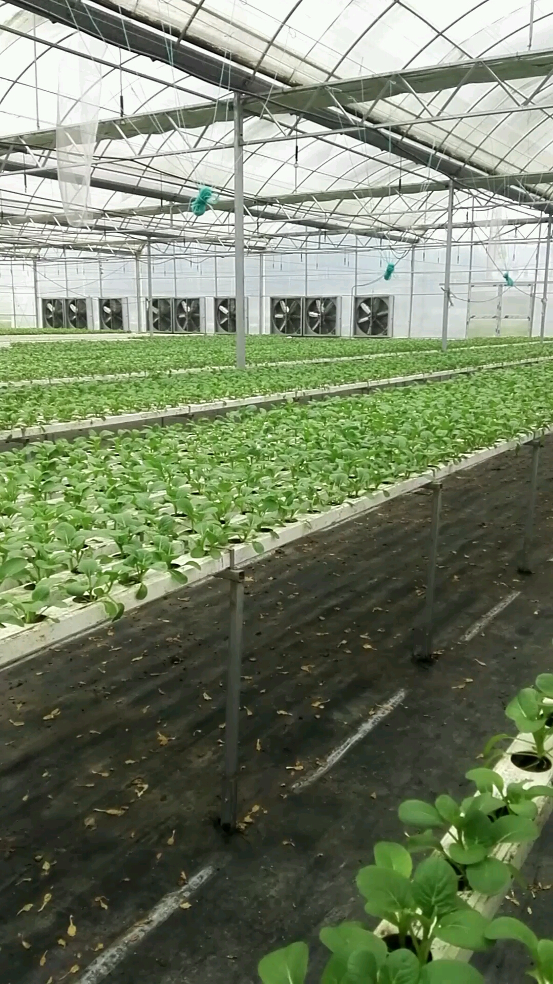 水培白菜