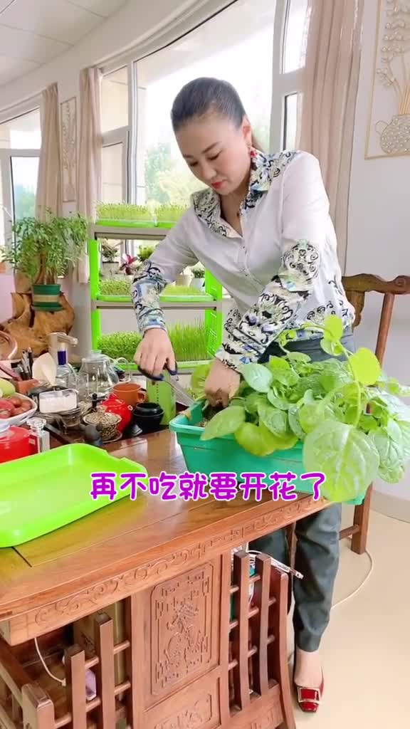 这盘木耳菜都要开花了!我是美食创作者