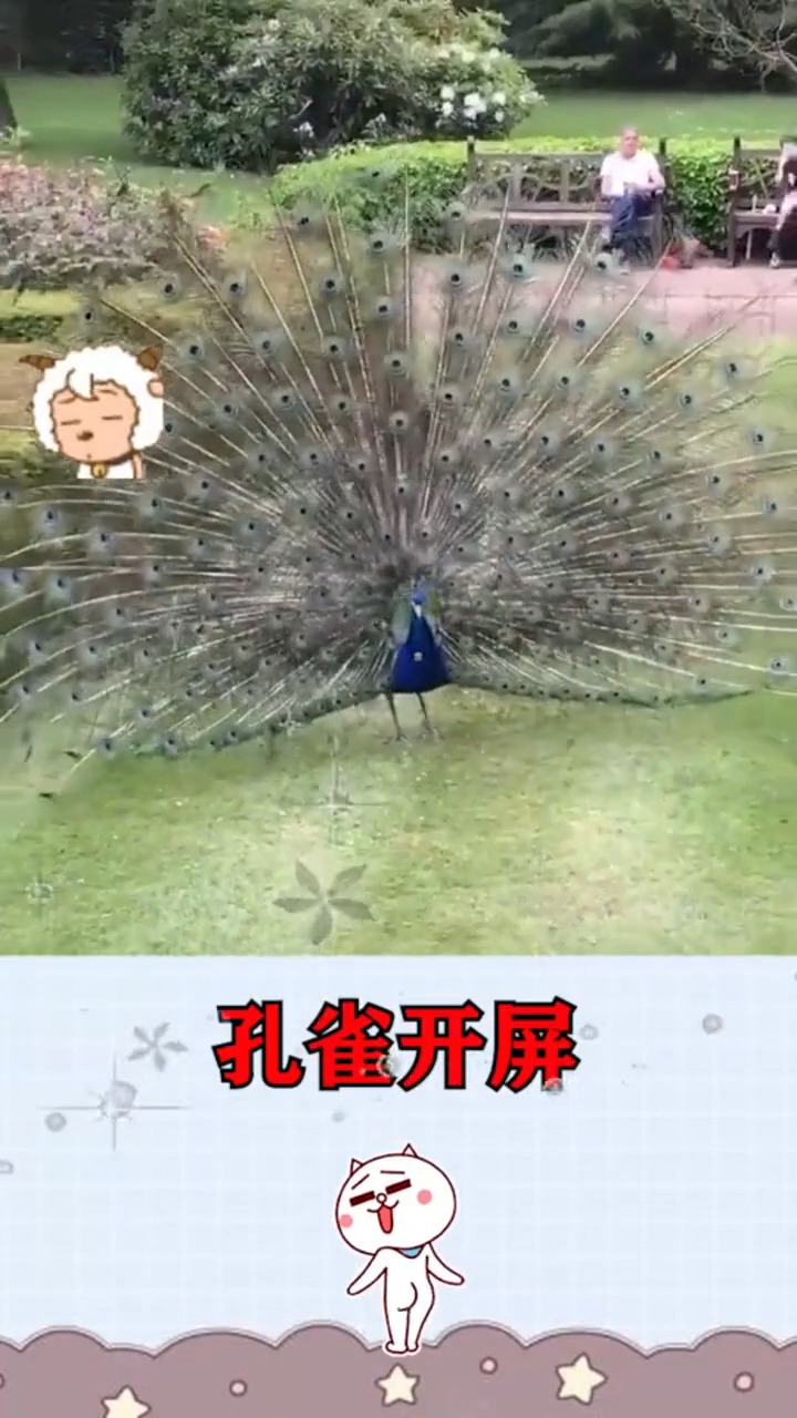 据说孔雀开屏是在求偶,等等,你这么对着我是什么意思?