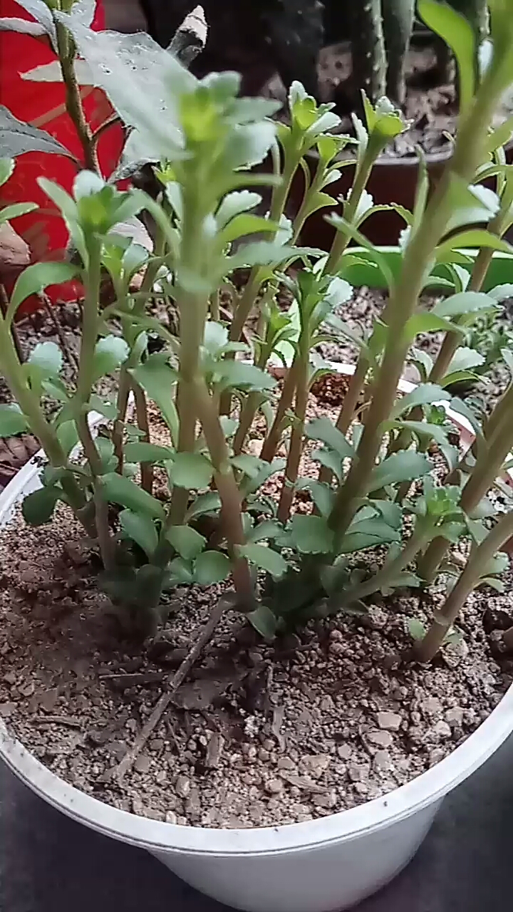 美美哒养心菜!