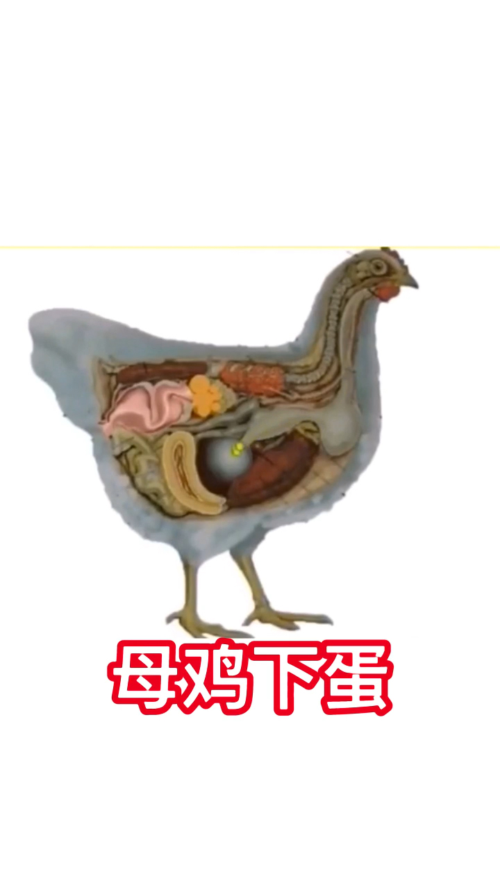 母鸡下蛋整个过程。难得一见