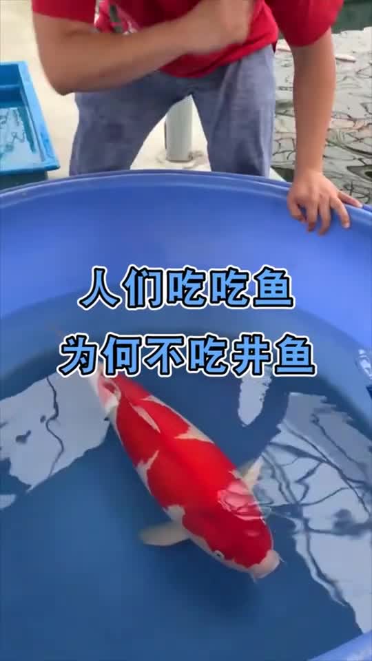 人们吃海鱼湖鱼河鱼为何不吃井鱼,竟有这原因
