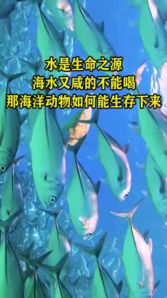 水是生命之源,海水又咸的不能喝,那海洋动物如何能生存下来。