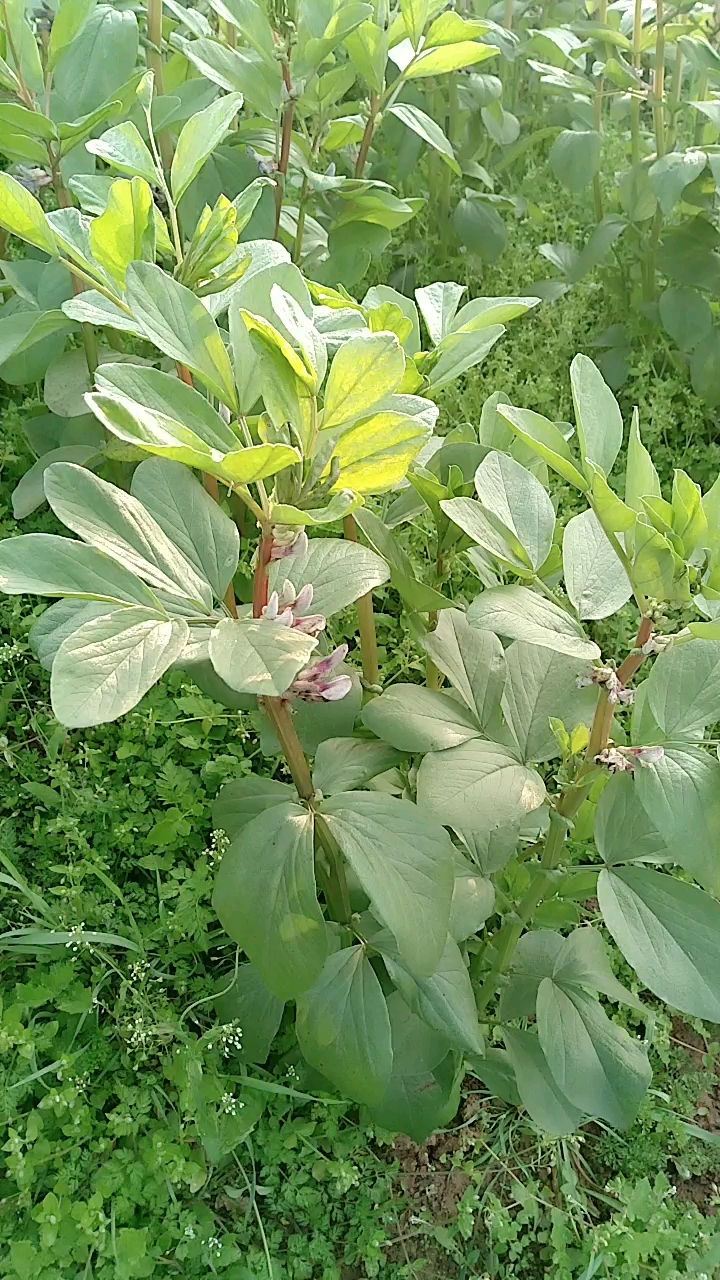 胡豆花