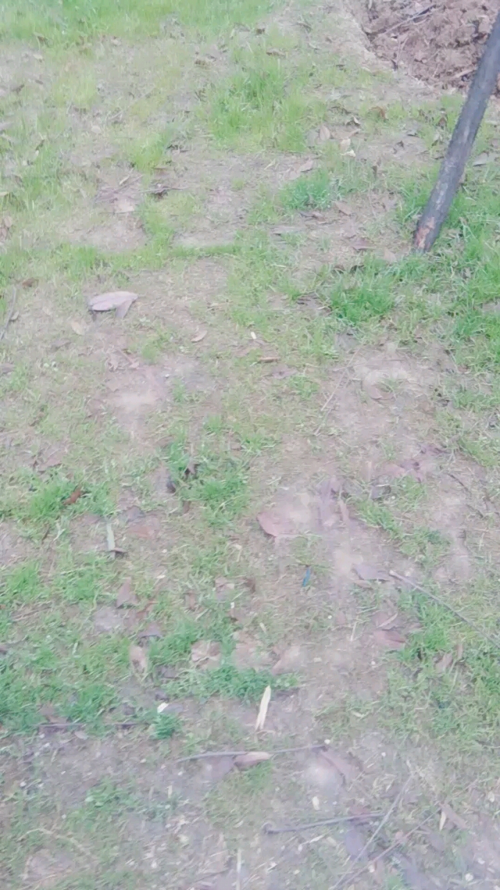 小草发芽了